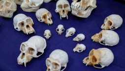 Nearly 400 monkey skulls seized at Paris airport