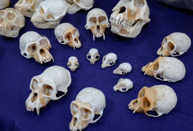 Nearly 400 monkey skulls seized at Paris airport