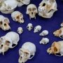 Nearly 400 monkey skulls seized at Paris airport