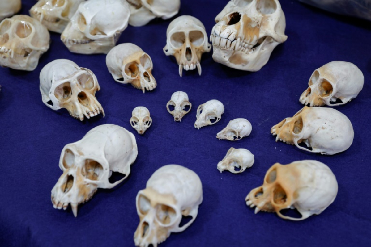 Nearly 400 monkey skulls seized at Paris airport