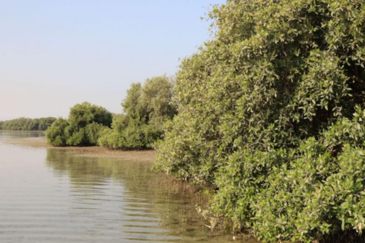 Mangrove research center to launch at COP28