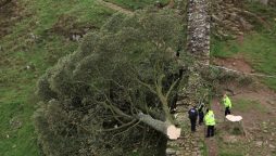 Sycamore Gap tree: Beloved British landmark cut down