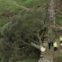 Sycamore Gap tree: Beloved British landmark cut down