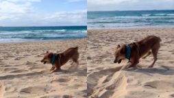 Viral Video: Dancing Dog Draws A Line On Beach