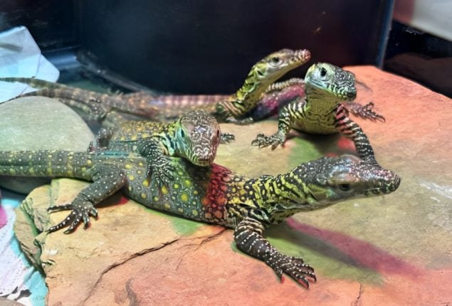 Komodo Dragons