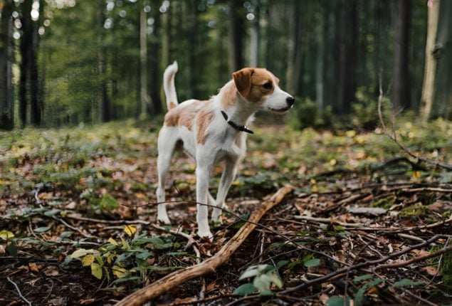 Missing 2-Year-Old Found Asleep in Woods with Pet Dog