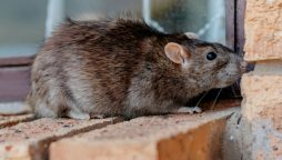 6-Month-Old in Nearly Killed by Over 50 Rat Bite Wounds