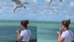 Viral Video: Bird Attempts to Steal Woman’s Ice Cream