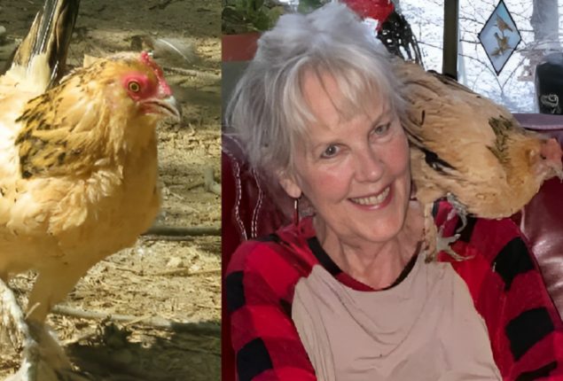 Oldest Living Chicken: Over 21 Years Old