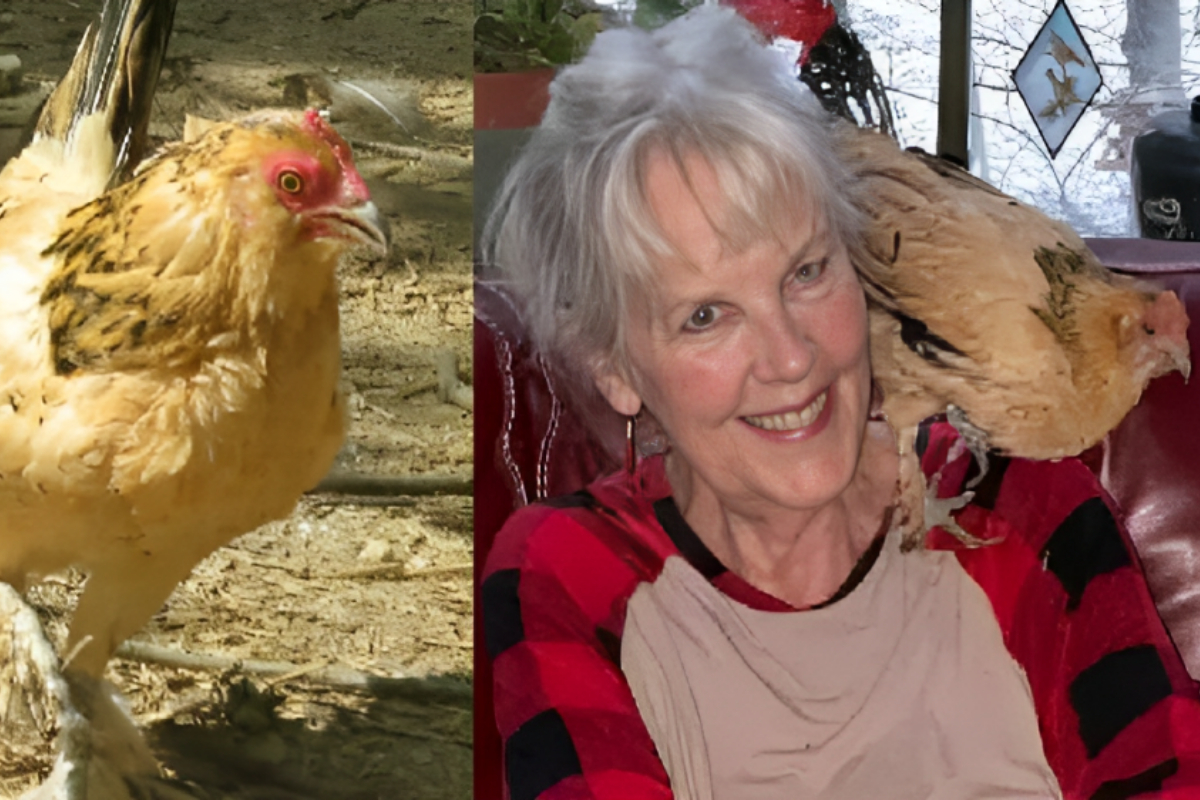 Chicken