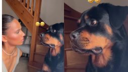 Pet Dog