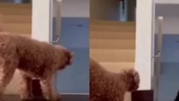 Adorable Dog Startles Pet Mom in Viral Video