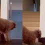 Adorable Dog Startles Pet Mom in Viral Video