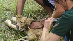 Lion Cub Found Roaming in Northern Serbia