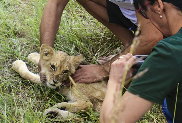 Lion Cub