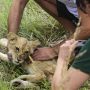 Lion Cub Found Roaming in Northern Serbia