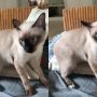 Angry Cat Objects to Photo: Watch Now!