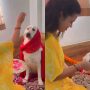 Golden Retriever dog’s pet parent holds a baby shower for him