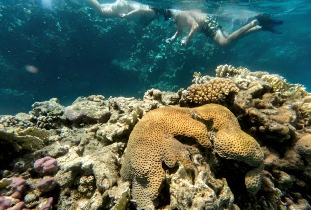 Red Sea Corals Face Mystery Sea Urchin Threat