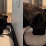 Viral Video: Dog Wipe His Mouth After Drinking Water