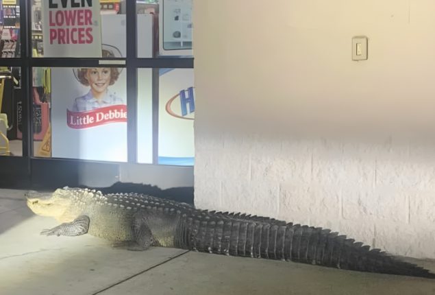 Alligator Waits Outside Louisiana Store for Groceries