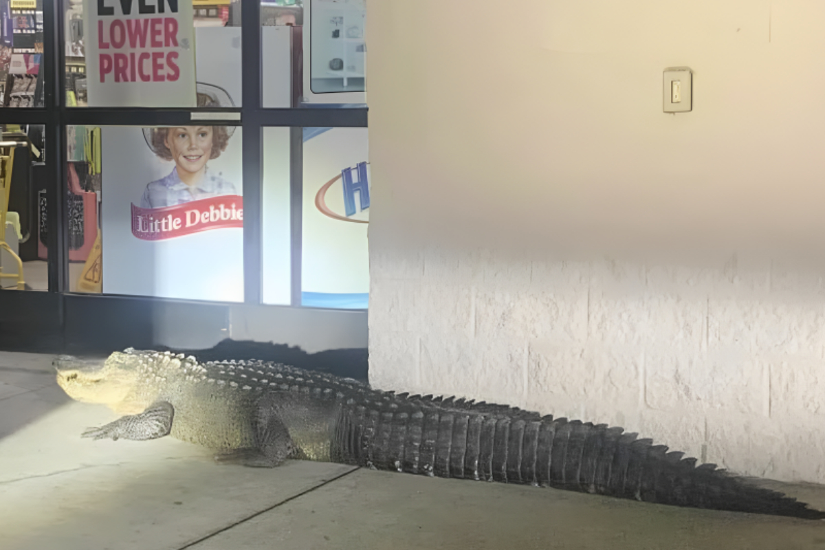 Alligator