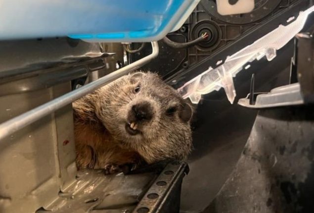 Groundhog
