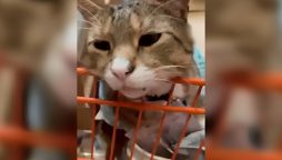 Home Depot Cat in New Jersey Goes Viral