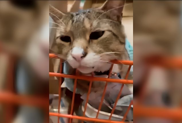 Home Depot Cat in New Jersey Goes Viral