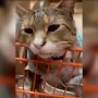 Home Depot Cat in New Jersey Goes Viral