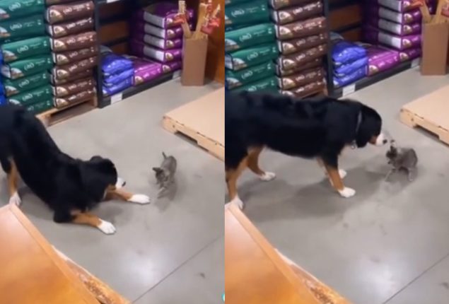 Dog