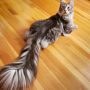 Cat Sets Guinness World Record with 16-Inch Tail