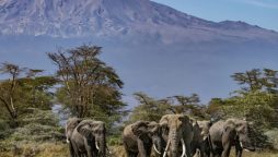 Tanzanian authorities refute claims of illegal wildlife export