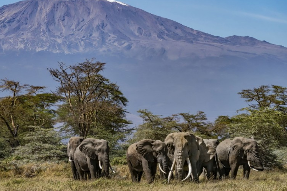 Tanzanian authorities refute claims of illegal wildlife export