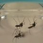 Dengue reports in Islamabad spark concern