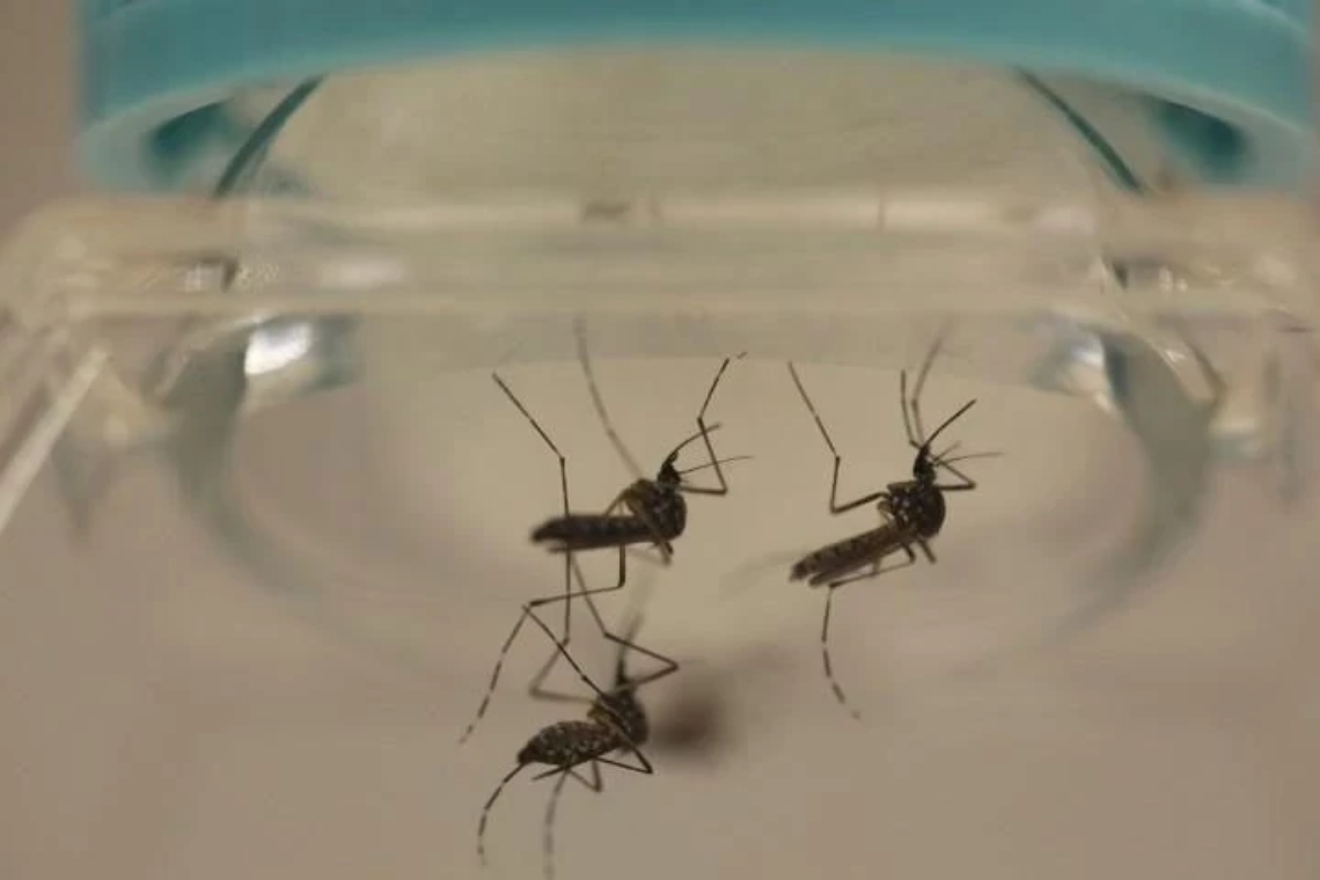 Dengue in Islamabad