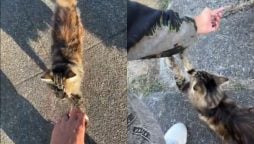 Man Tells Cats He Got Married, Captures Their Reactions