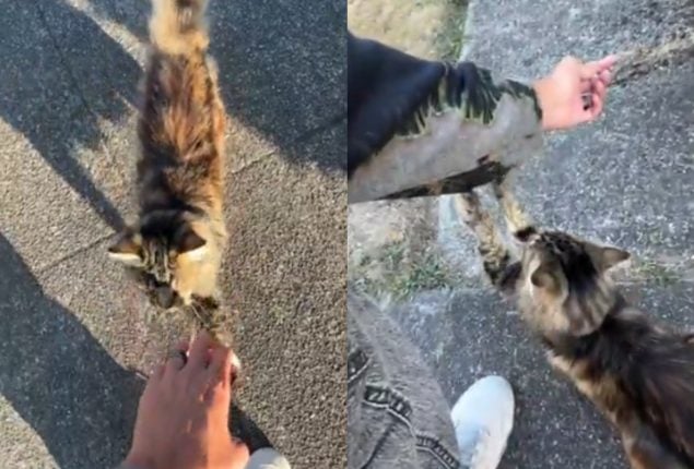 Man Tells Cats He Got Married, Captures Their Reactions