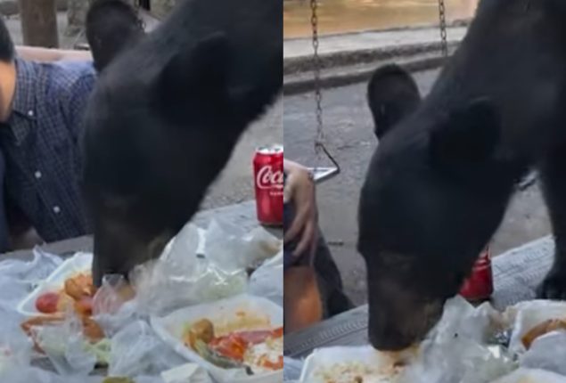black bear