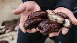 Guilty Pleas in Endangered Sea Cucumber Smuggling