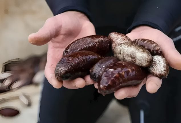 Sea Cucumber