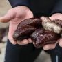 Guilty Pleas in Endangered Sea Cucumber Smuggling