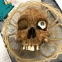 Human Skull Found in USA Goodwill Donation Box