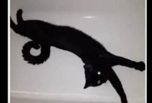 Video of floating cat leaves viewers scratching their heads