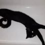 Video of floating cat leaves viewers scratching their heads