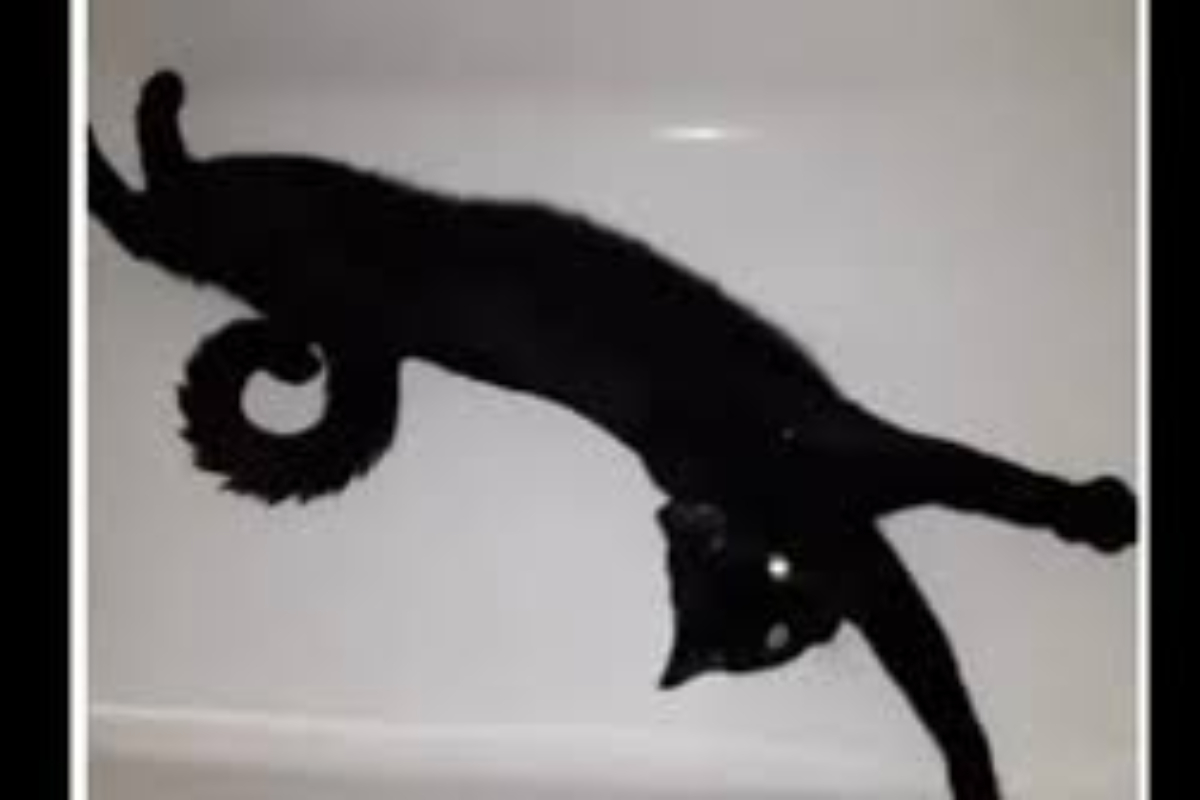 Video of floating cat leaves viewers scratching their heads