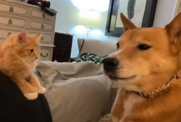 Dog and Cat