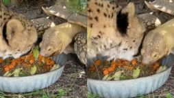 Cheetah and Tortoise prove that opposites attract