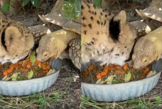 Cheetah and Tortoise prove that opposites attract