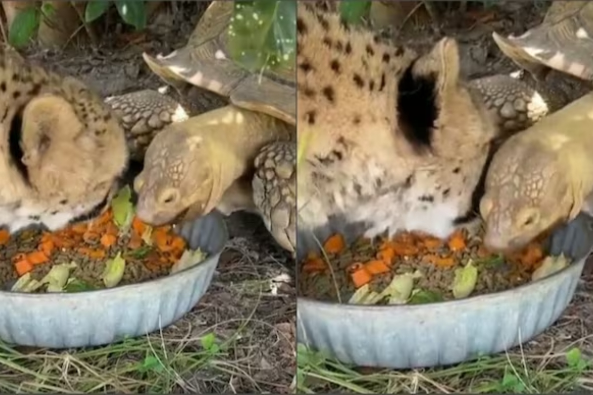 Cheetah and Tortoise prove that opposites attract